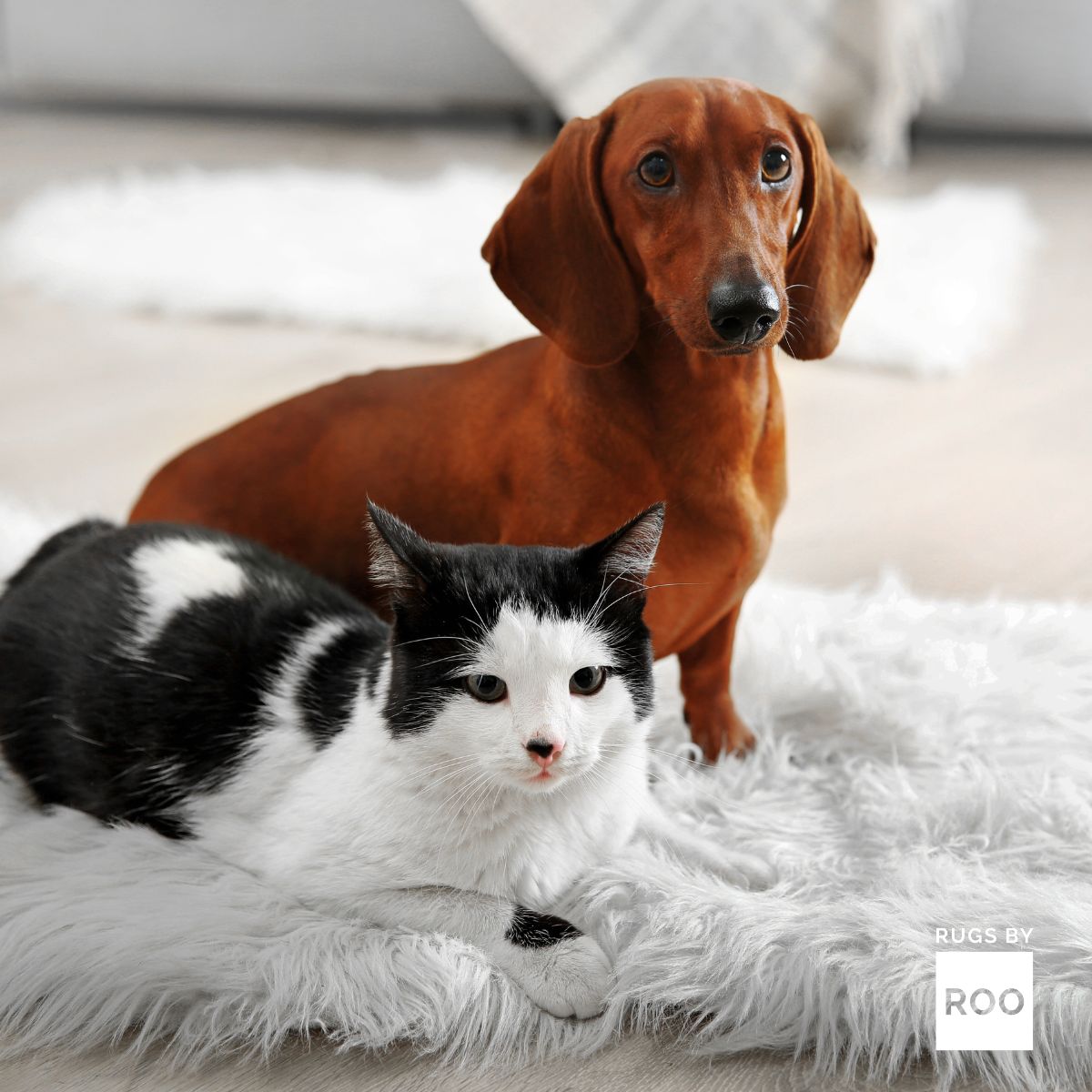 Synthetic Materials and Your Pets