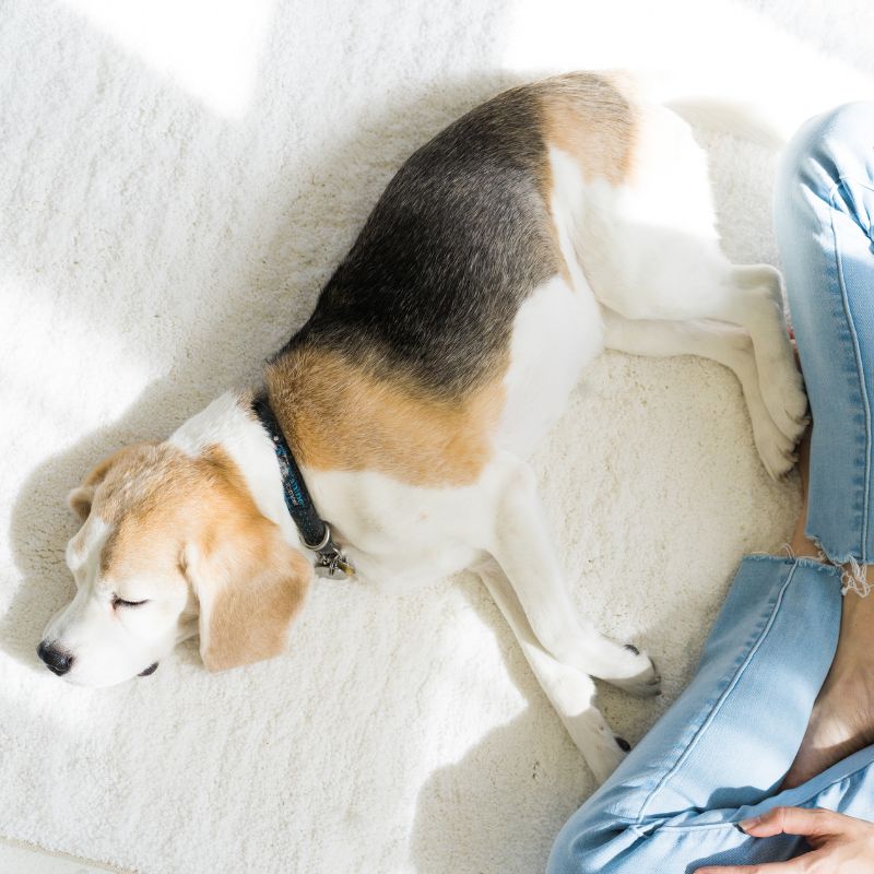 Are Washable Rugs Non-Toxic? What "Washable" Actually Tells You