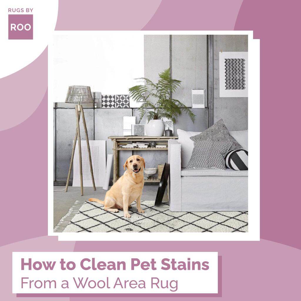 How To Clean Pet Stains From a Wool Area Rug?