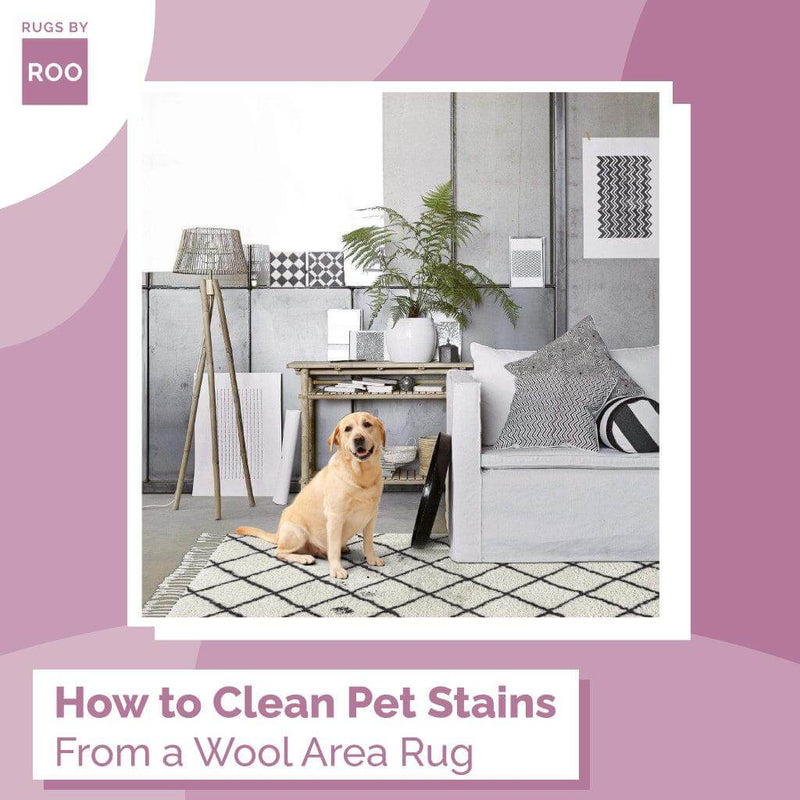 How To Clean Pet Stains From a Wool Area Rug? Rugs by Roo
