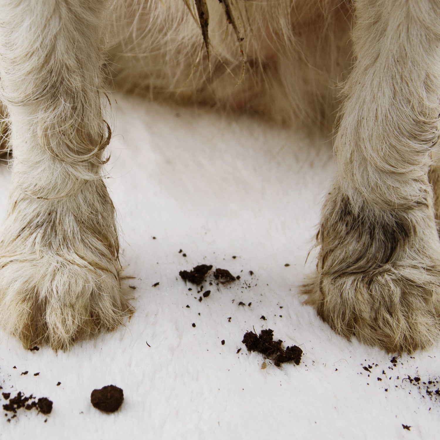 How to Clean Pet Stains from Rugs Rugs by Roo