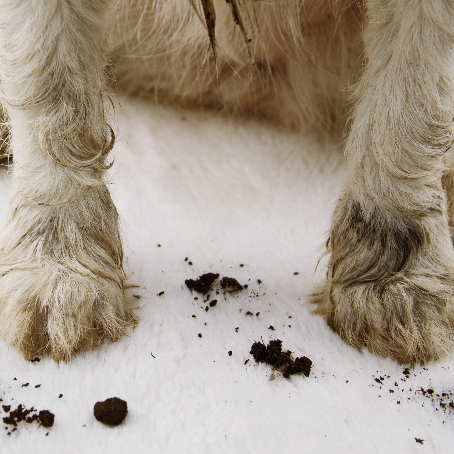 How to Clean Pet Stains from Rugs