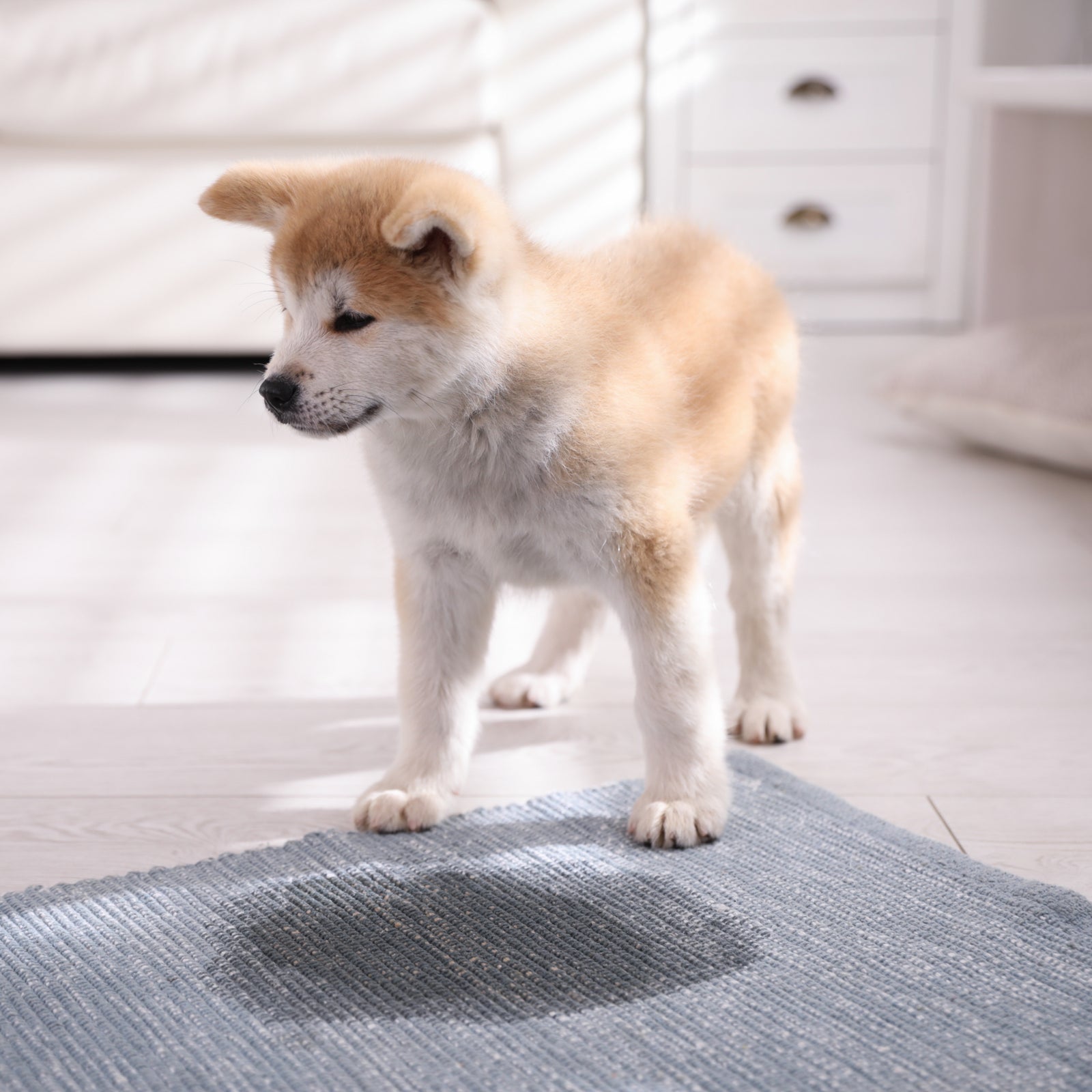 Removing Pet Urine Stains From Carpets