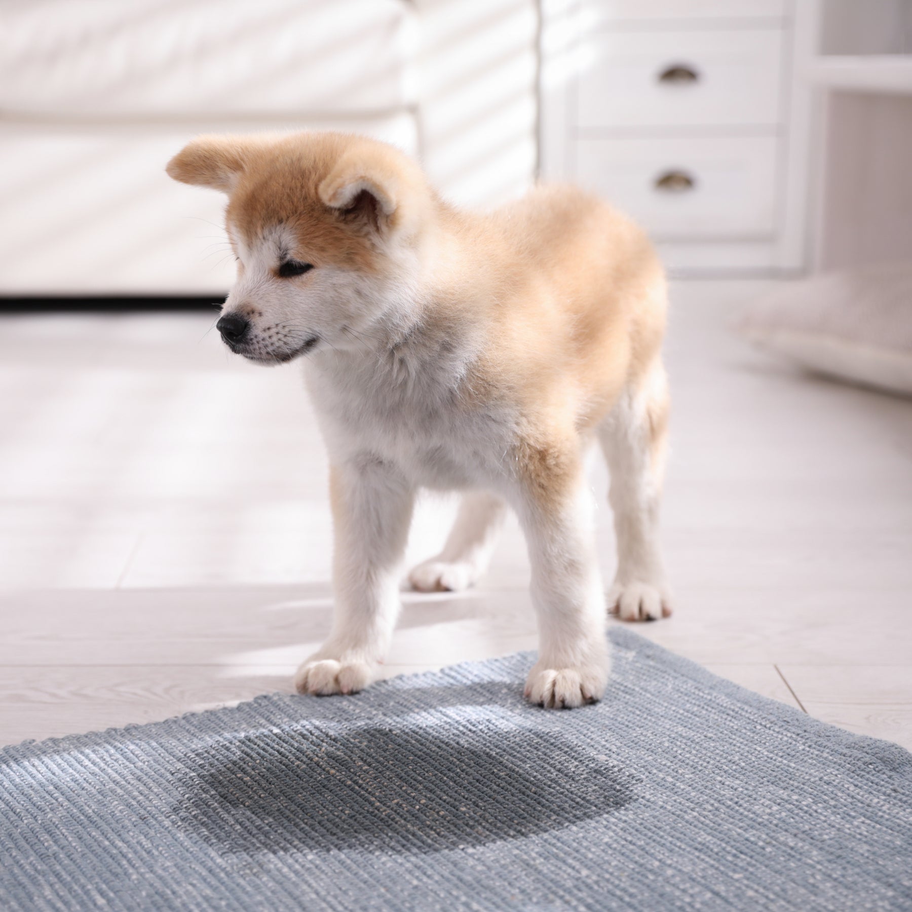DIY Tips and Tricks for Removing Pet Urine Stains from Carpets and Rug